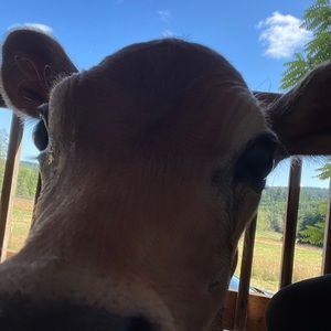 Meet your Posher, Caitlin